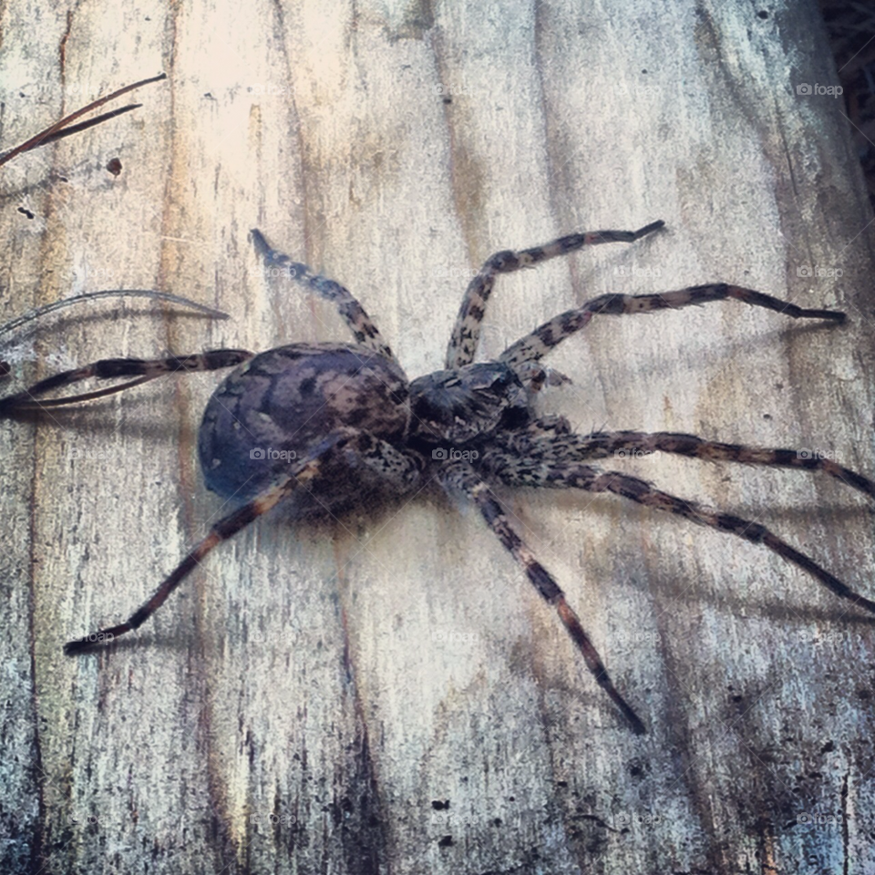 wood spider big maine by RichardKleszcz