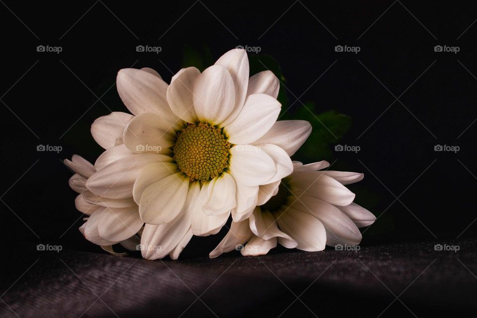 white daisy on the dark background 