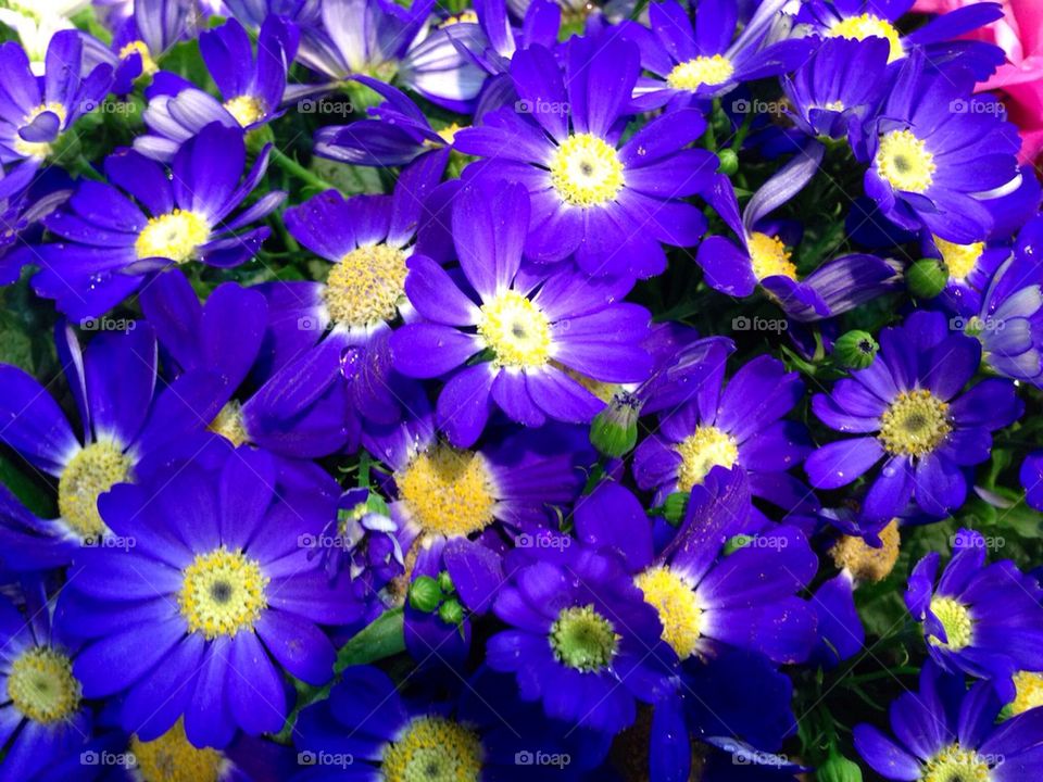 Blue flowers