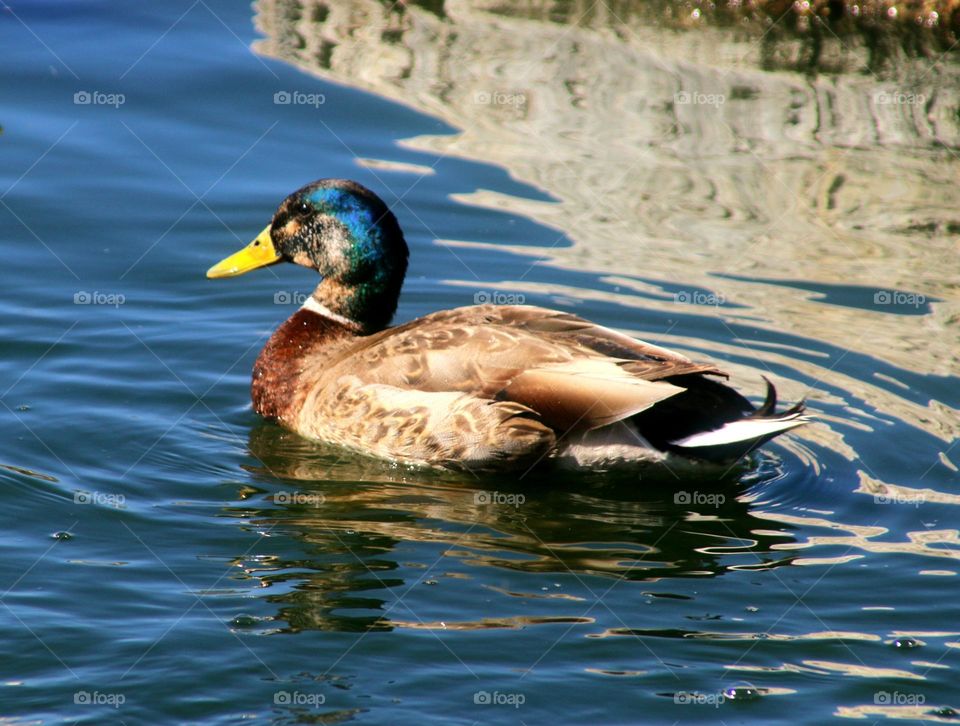 Beautiful Mallard Duck in Water