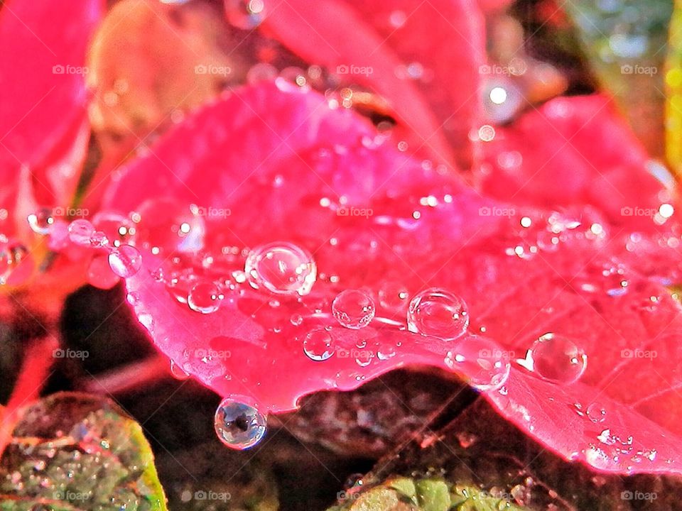 Raindrops