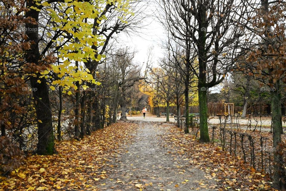 the colors of autumn in the park