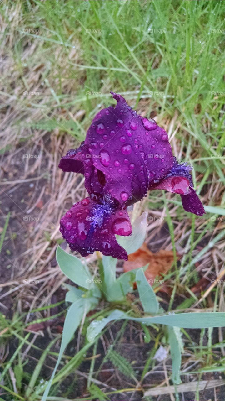 Iris after rain