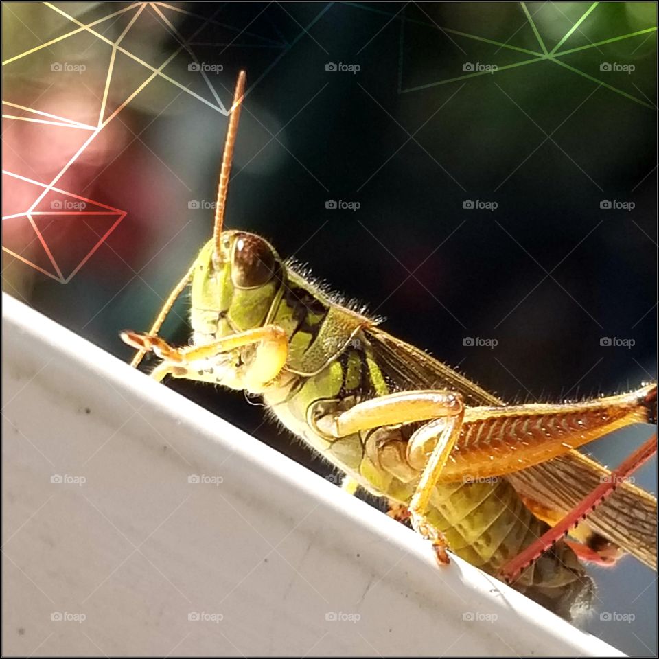 Grasshopper
