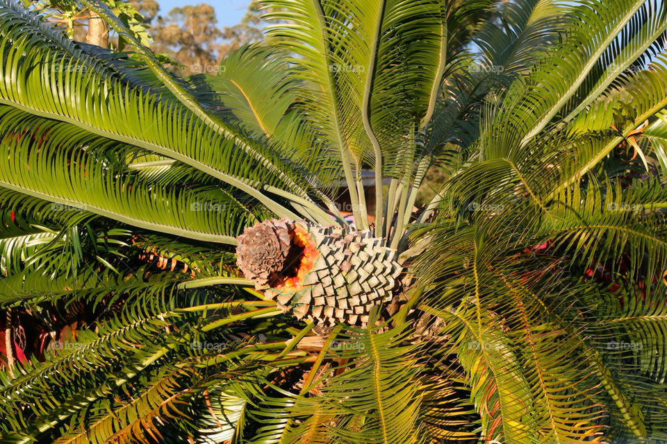 travel tree palm fruit by mmcook