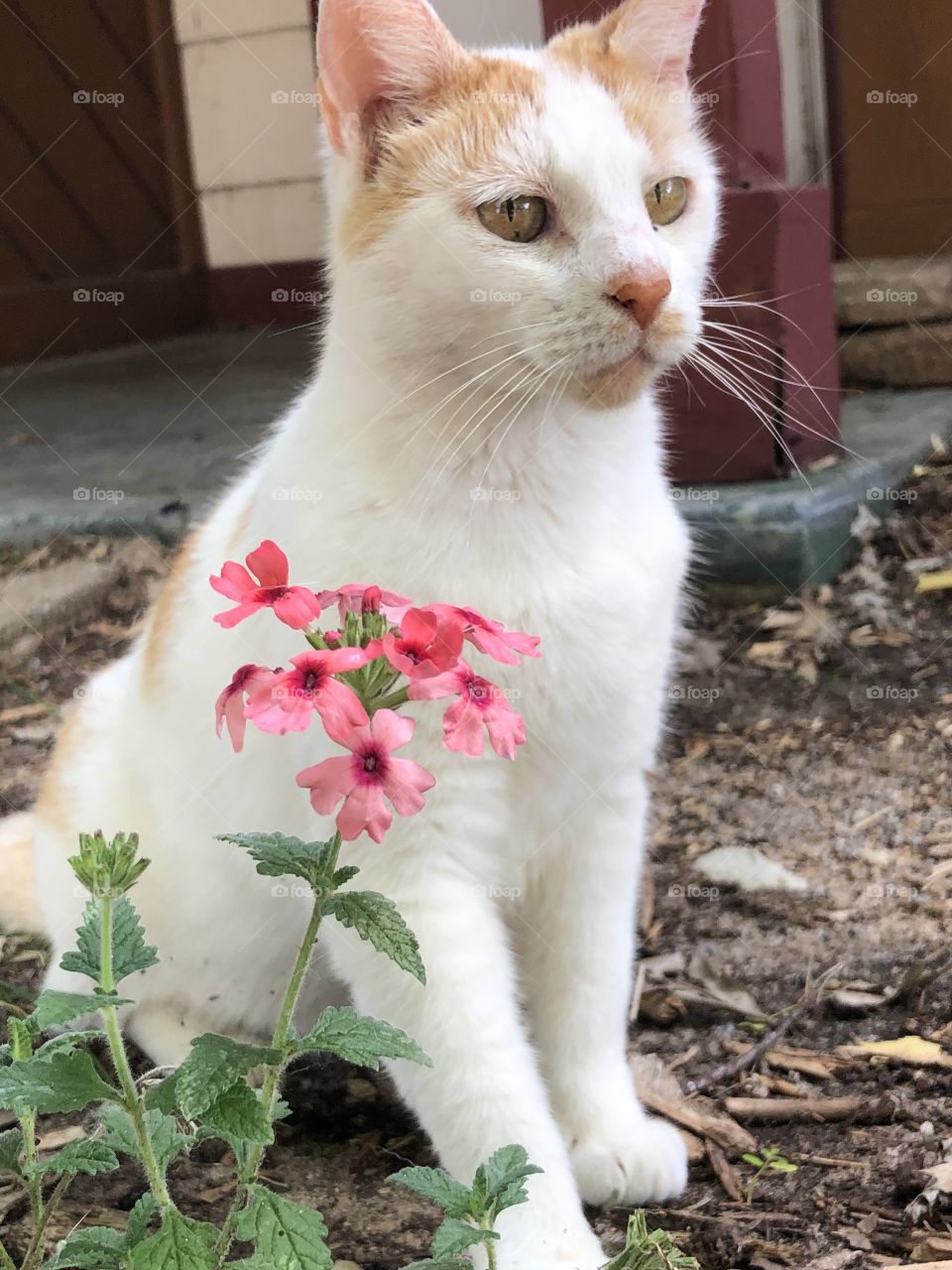 Cat and flowers