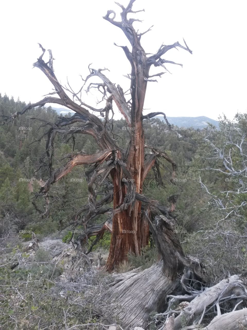 tree in big bear. cool looking tree on Cougar Trail