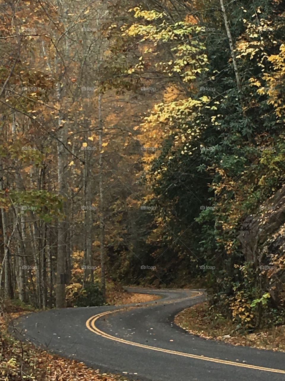 Fall winding road