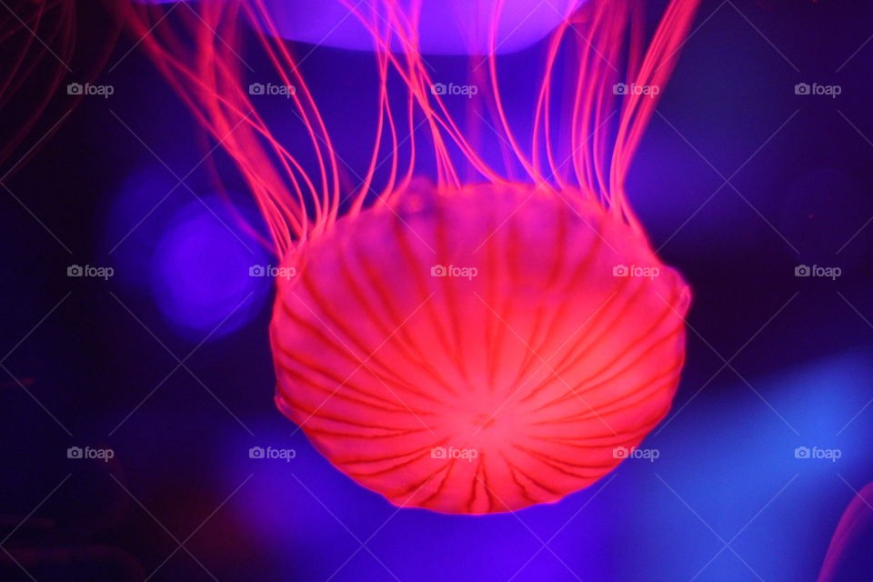 Jellyfish