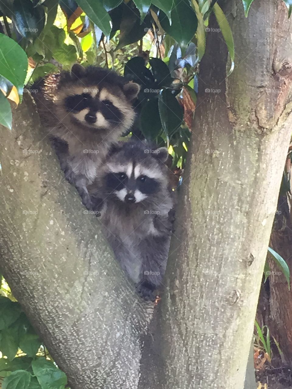 Two raccoons hiding in a tree 