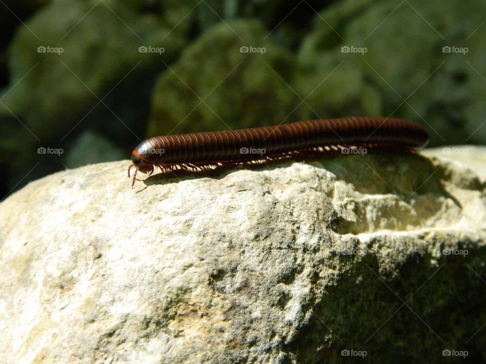 millipede