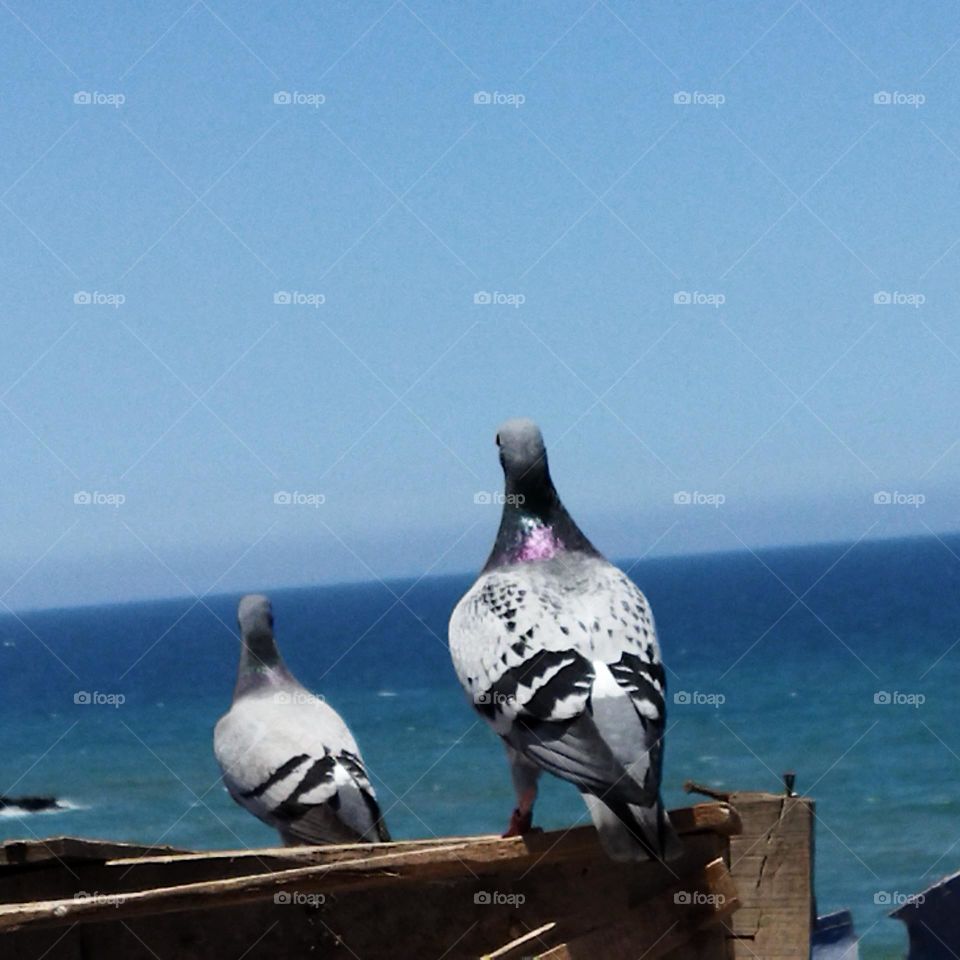 two pigeons looking at the sea