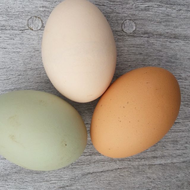 egg