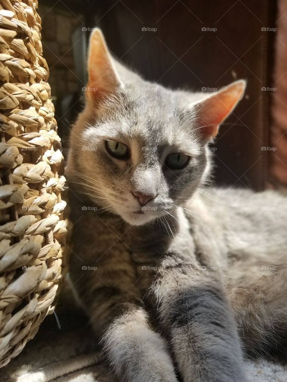 My 14 yr old tabby cat Roxie