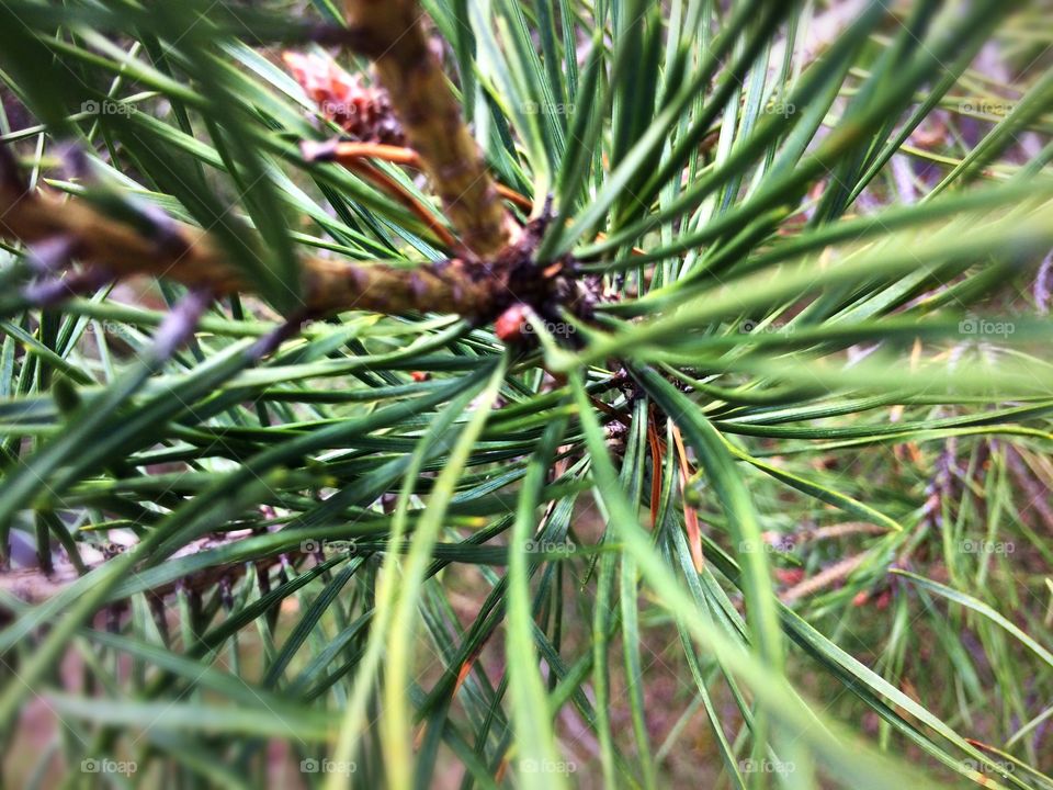 Pine tree needles 