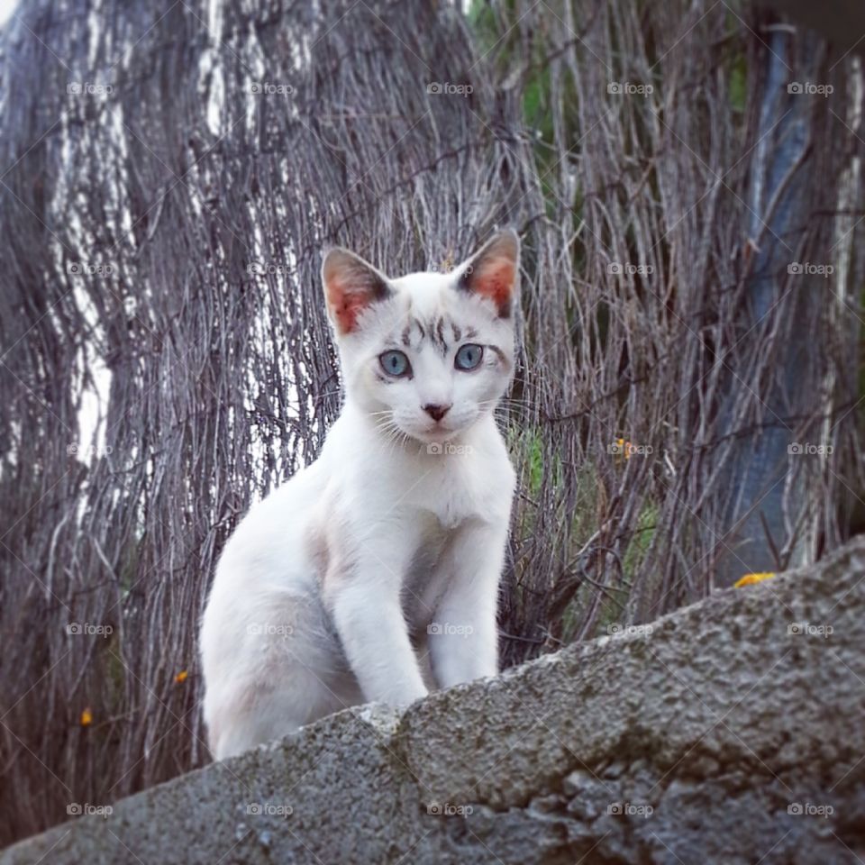 spain white cat