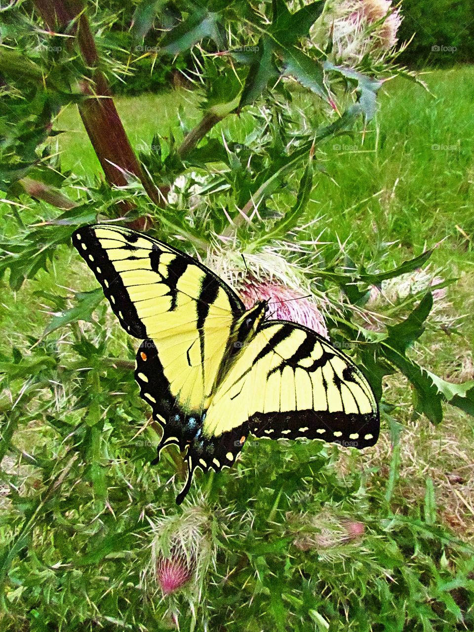 yellow swallowtail butterfly on thistle flower
