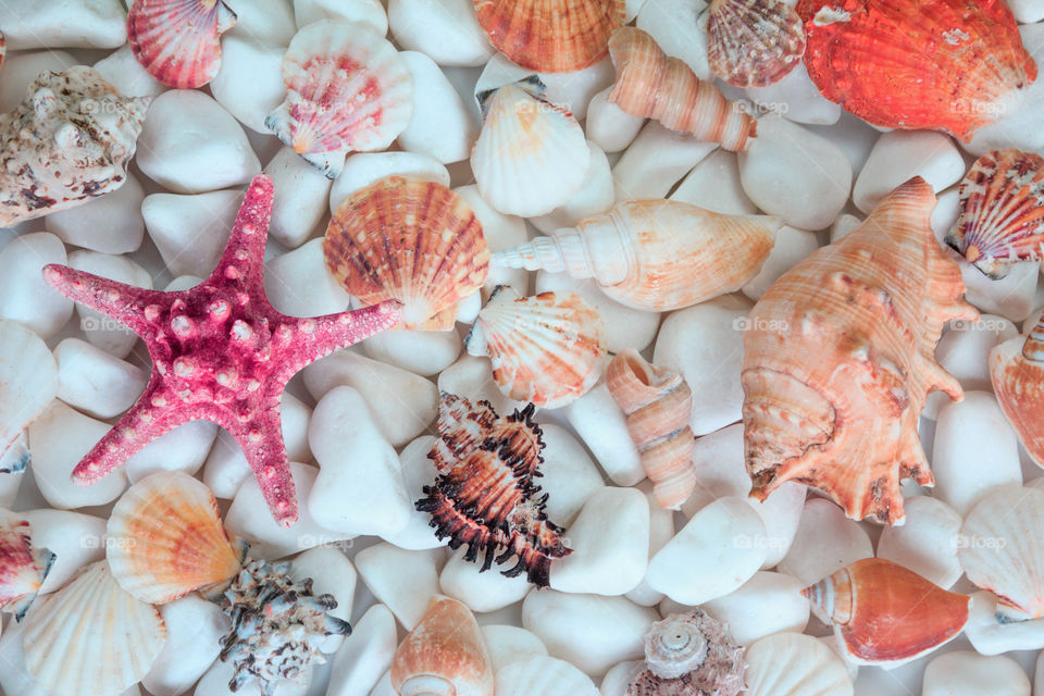 Starfish on seashells