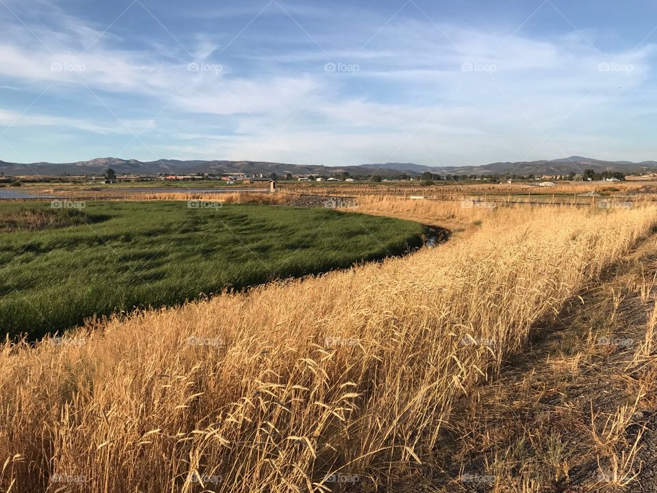 Golden evening light falls upon the Crooked River Wetlands outside of Prineville in in Central Oregon on a pleasant fall day.
