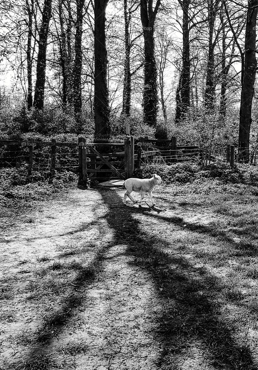Lone lamb in an English field.