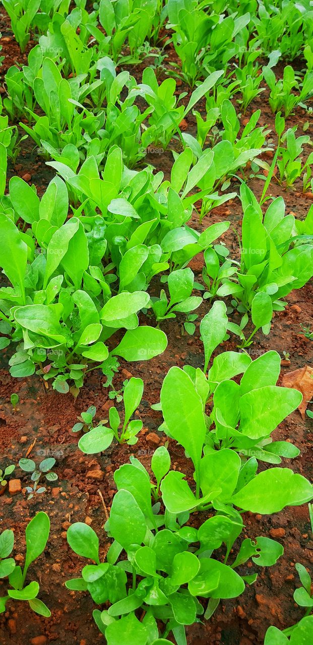 green colour stories (spinach leaf )
