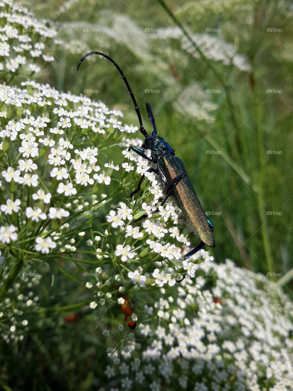 Summer beetle on white flowers