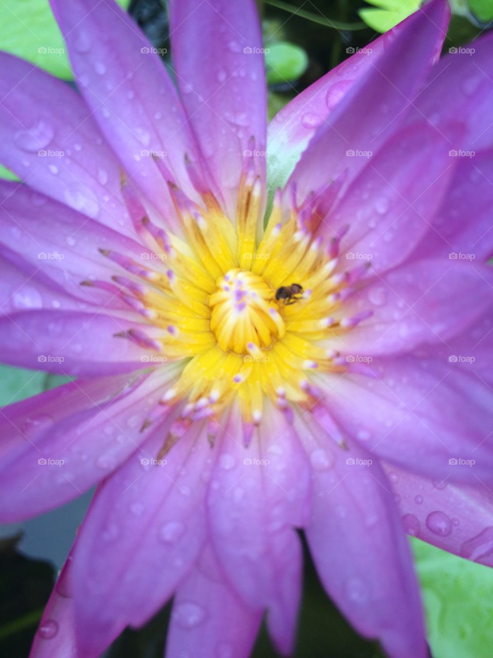 Lotus after rain 