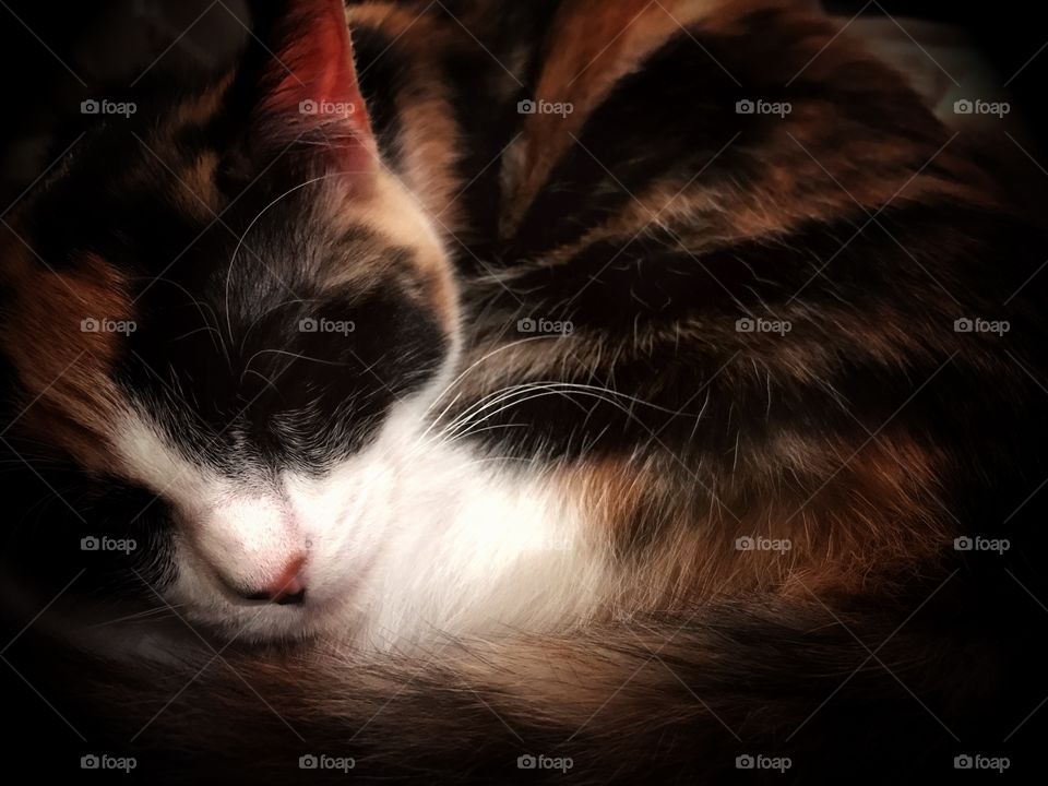 Calico cat asleep