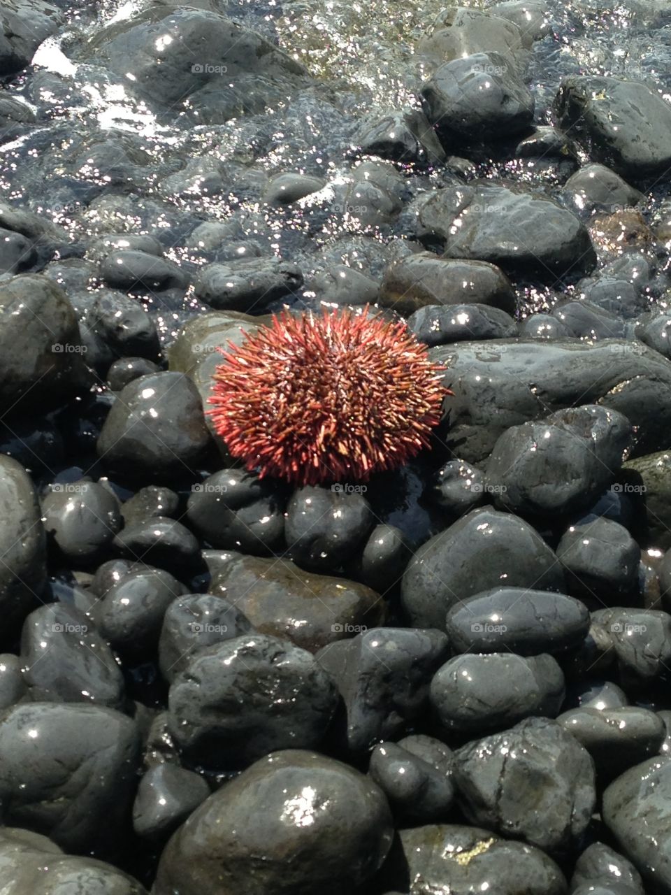 Bright red sea urchin washed ashore on the rocky coast.