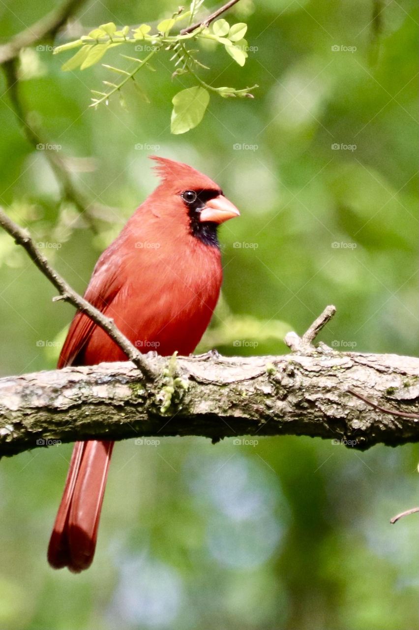 Male cardinal on a branch