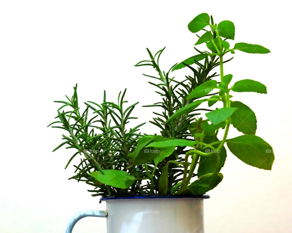 Planting herbs in a cup 