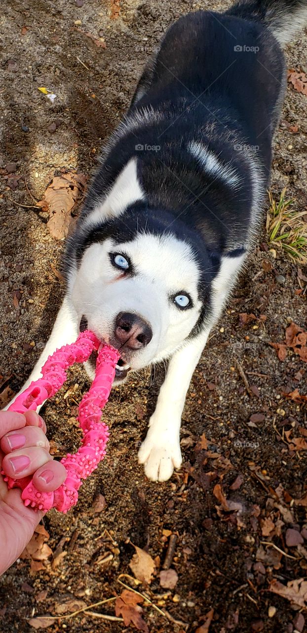 A husky dog with beautiful blue eyes is seen tugging at a dog toy held out by a female hand