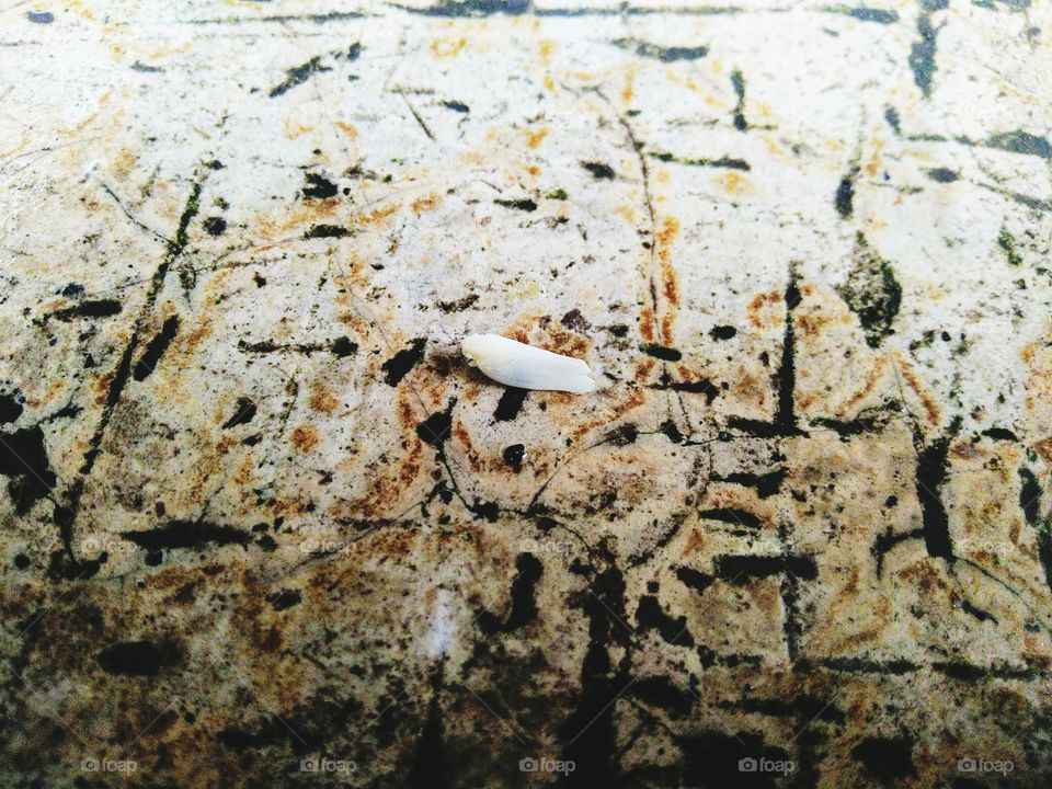 White butterfly on the wet terrace.