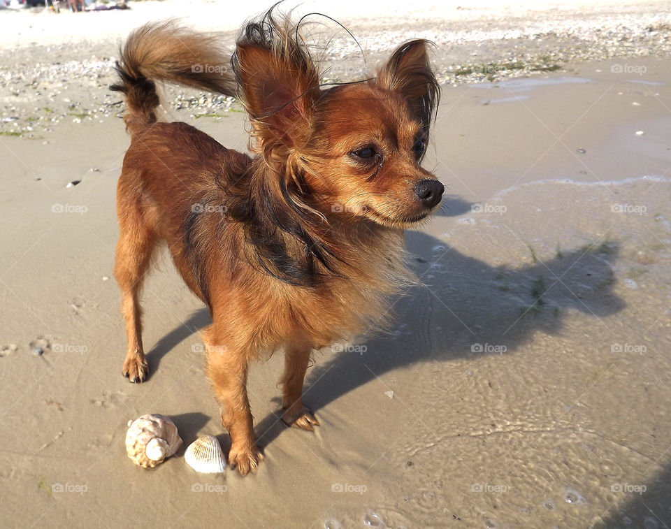 little brown sobaka.dlinnosherstny Toy Terrier