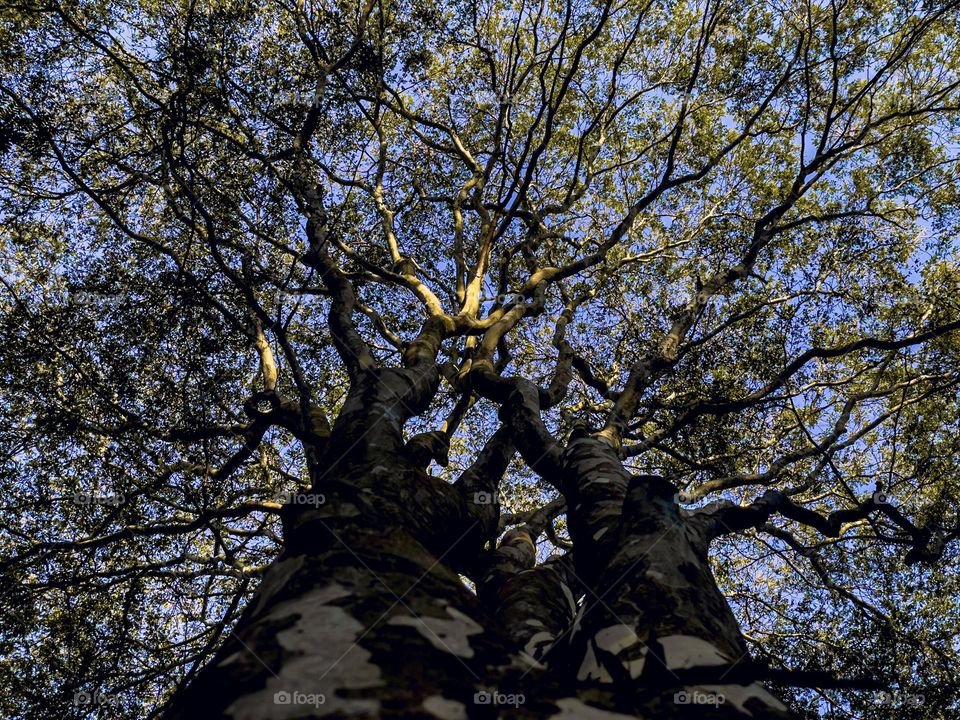 View of an old tree in the forest.