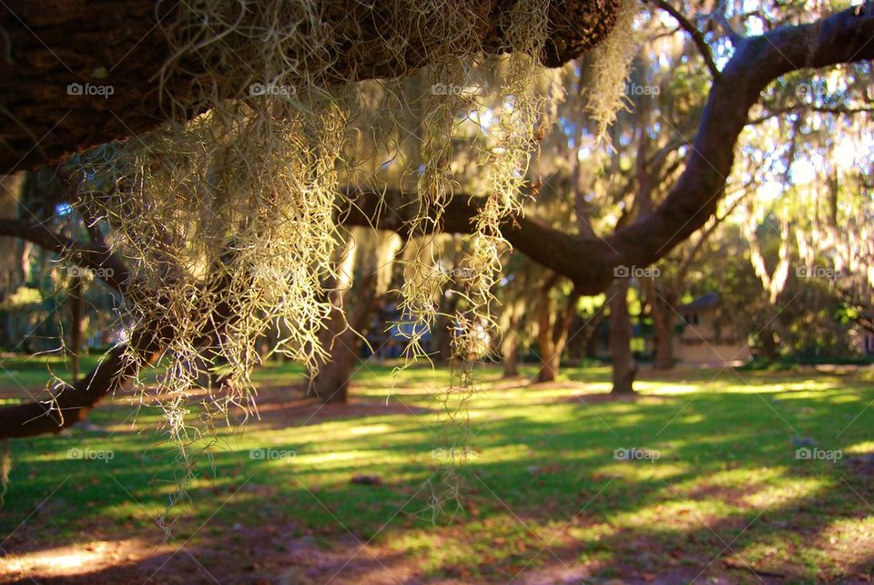 Spanish moss hanging on tree