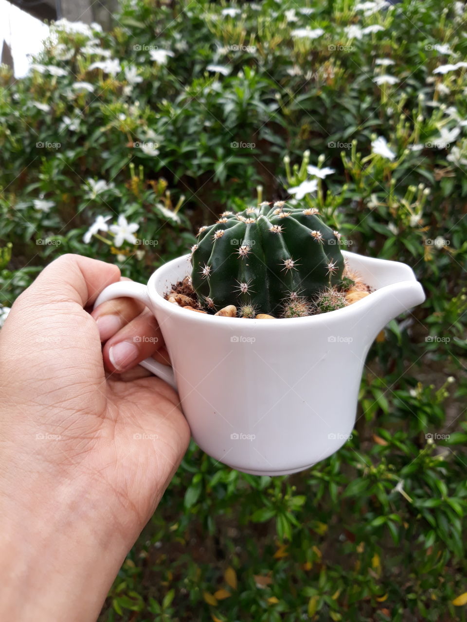 Cactus in a cup.