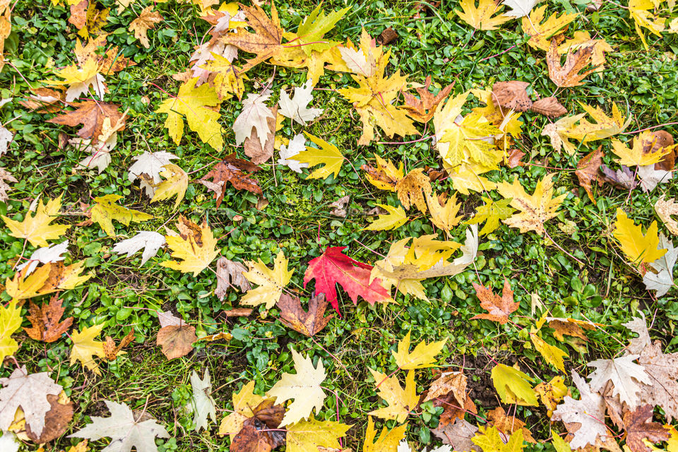 Autumn leafs fallen of trees