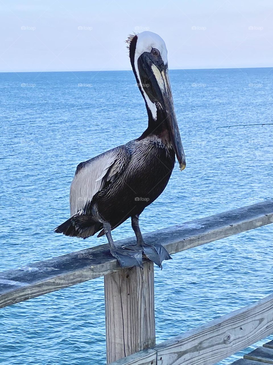 Pelican at rest 