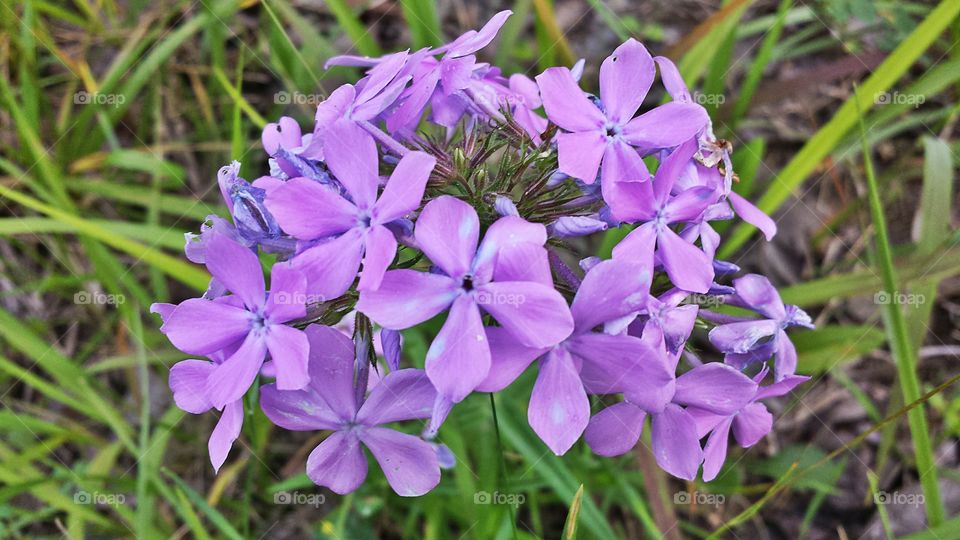 Prairie Phlox. Purple wildfower