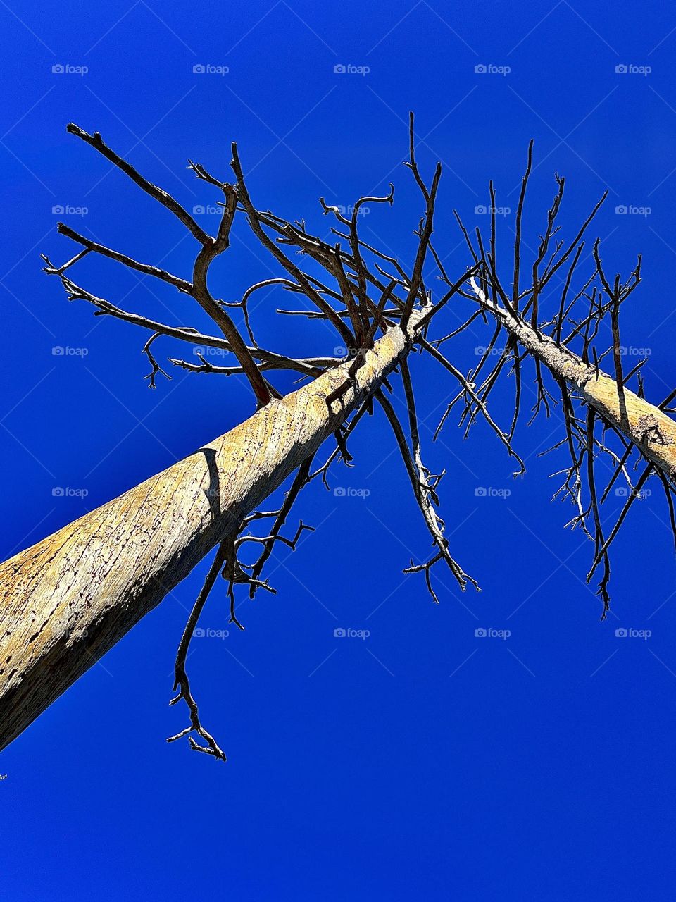Two Tall Bare Trees in the Forest