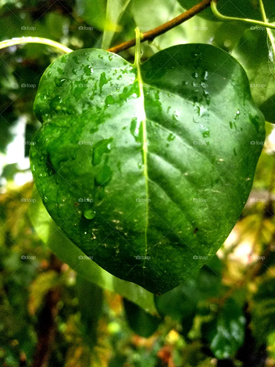 Leaves and rain