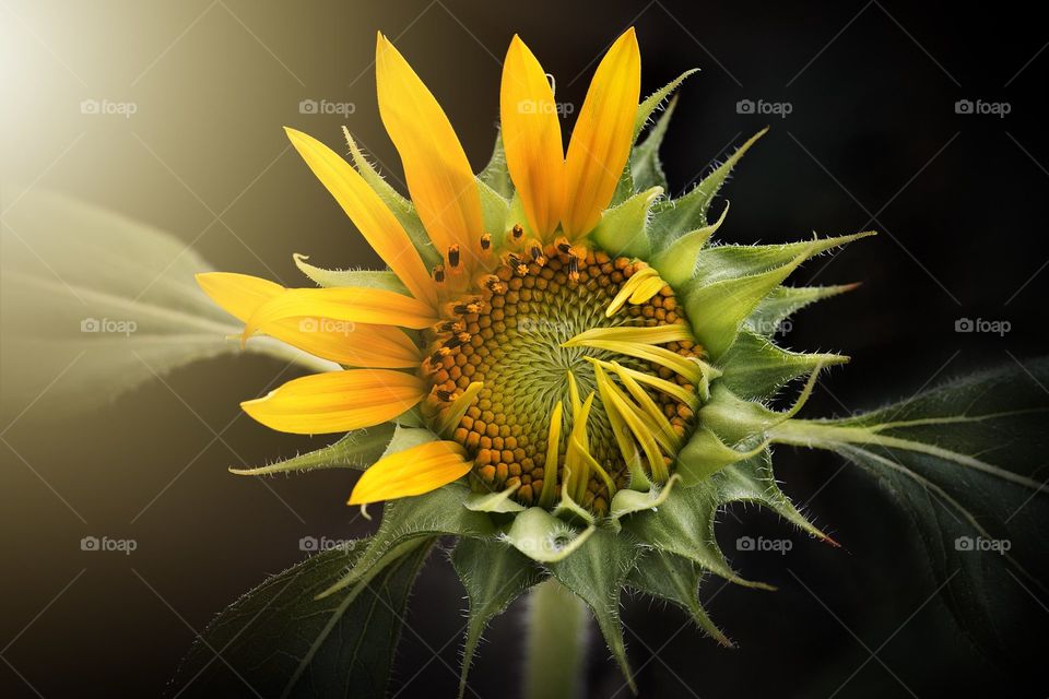 Sunflower.....what a flower 