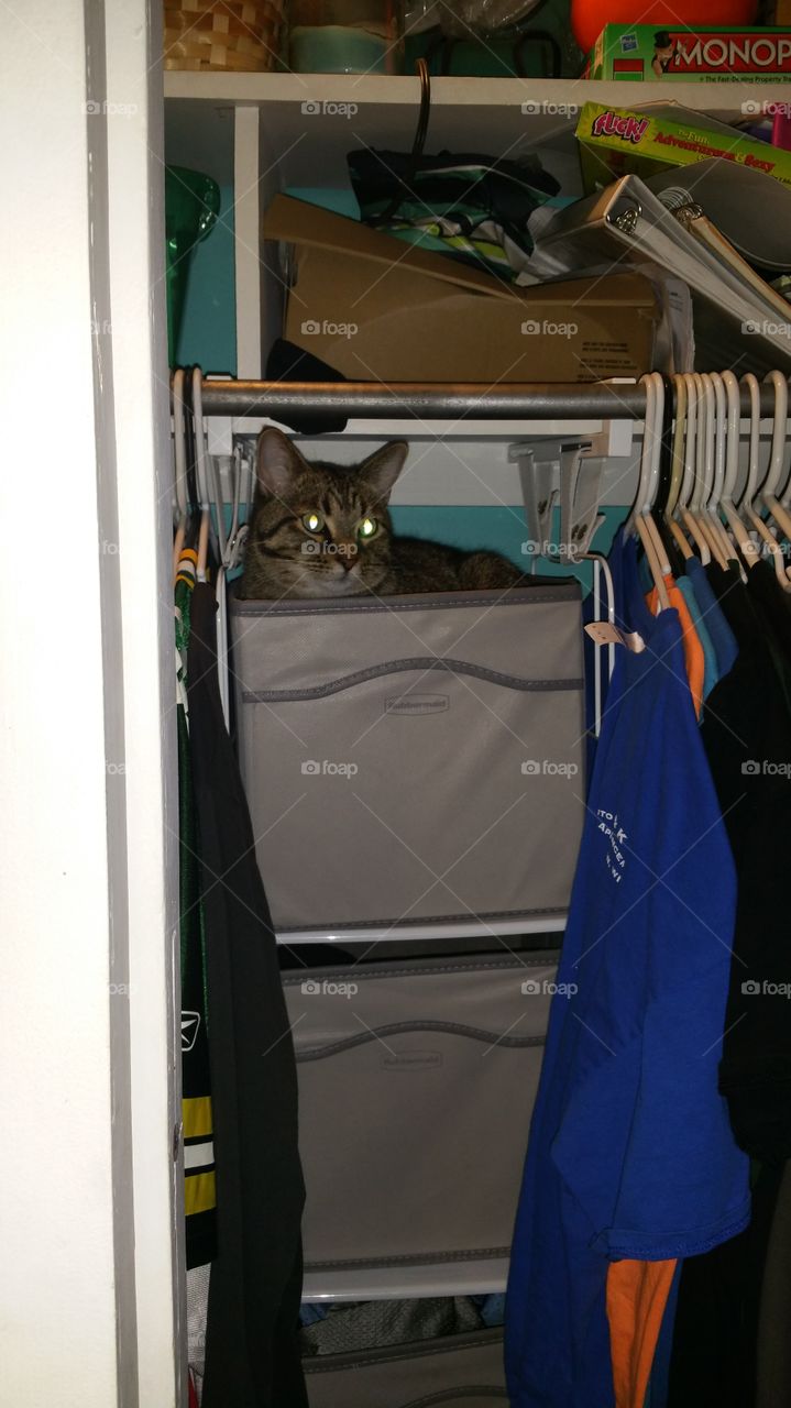 Oh the places you find your cat