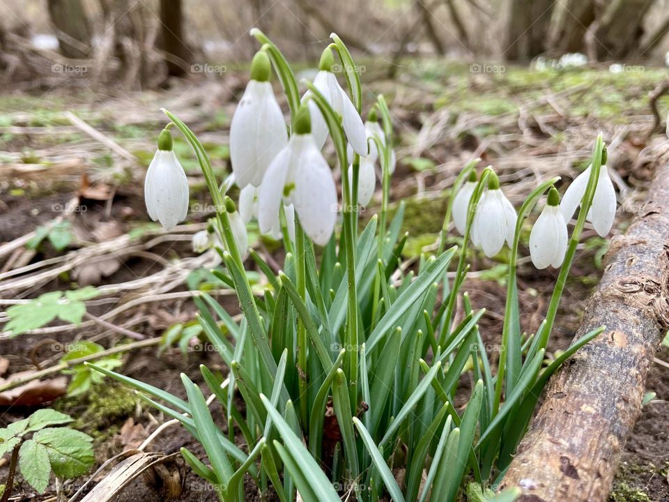 Clump of Snowdrops appearing after a flood 