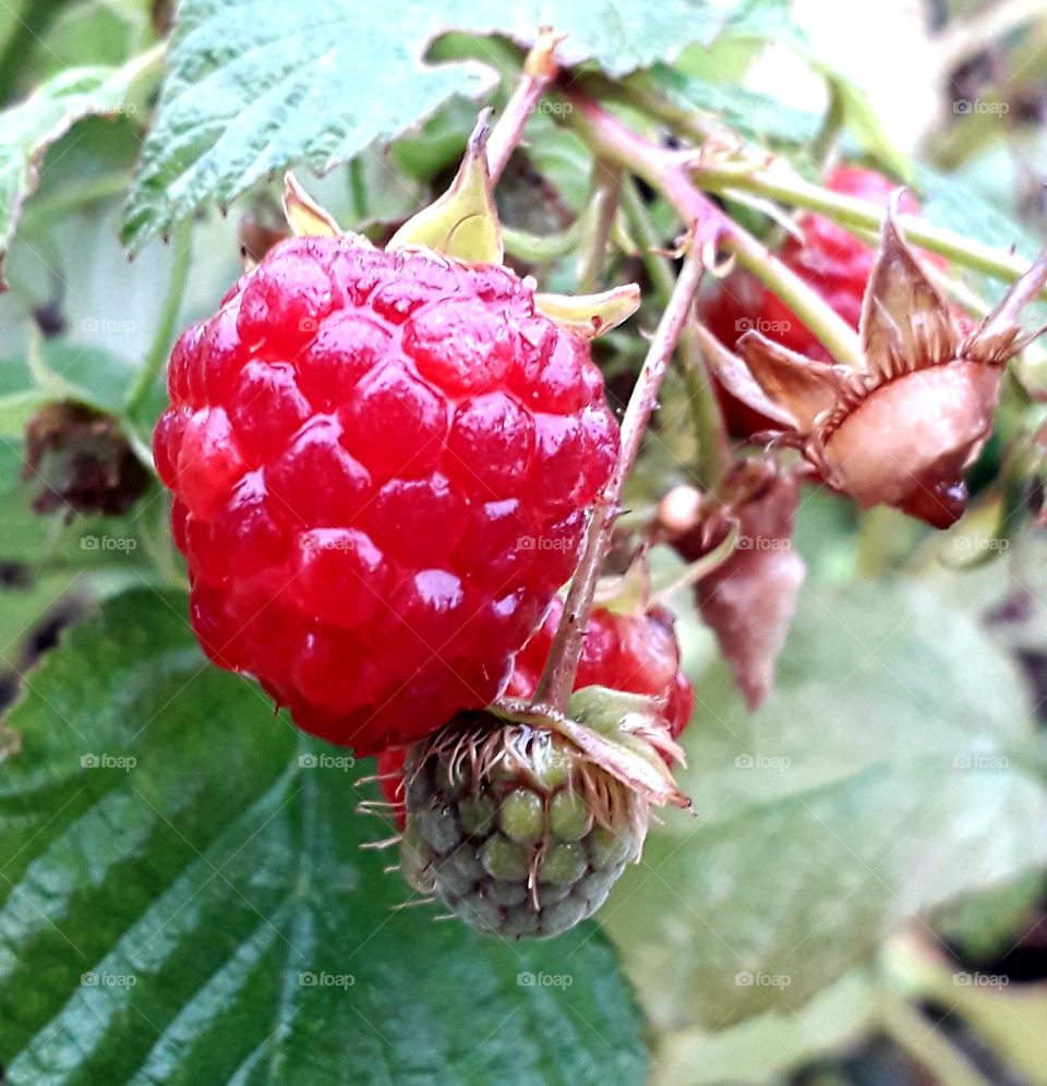 red fruit and green leaves of rasberry