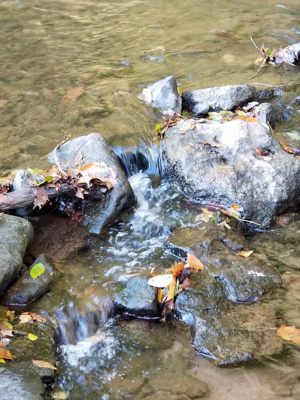fall leaves in the stream