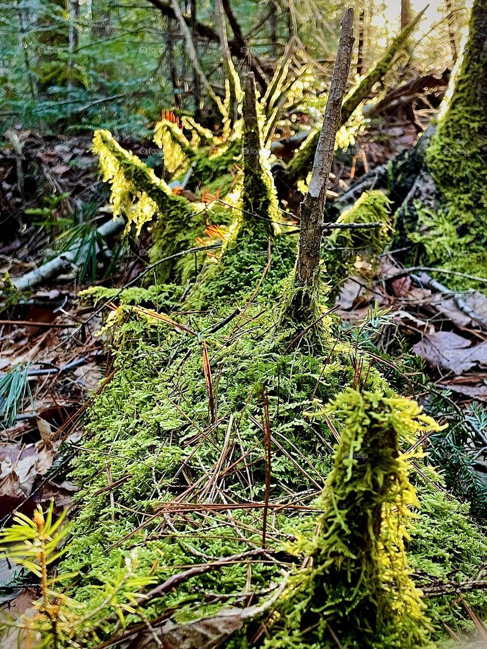 “Forest Floor.”  A long fallen tree is carpeted by moss thanks to the wet Spring and deep shadows.