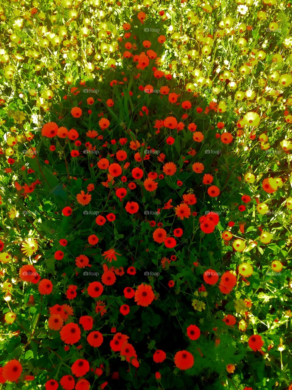 My shadow on the flowers