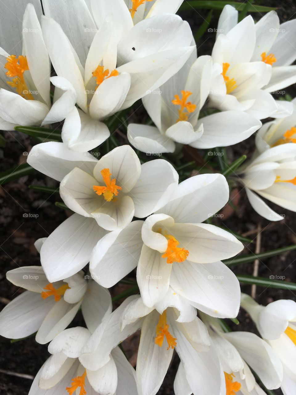 White crocus